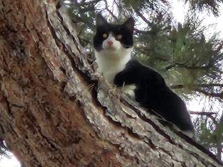 2023 10 15 Katze 02