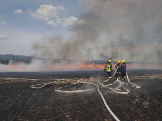 BrandGetreidefeld 2018 07 04 1 13